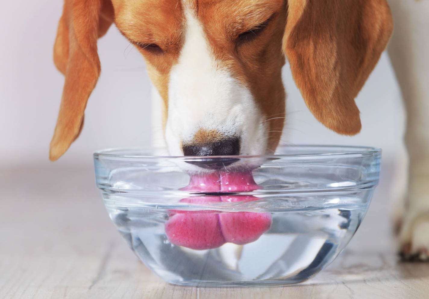How Much Water Does Your Dog Really Need?